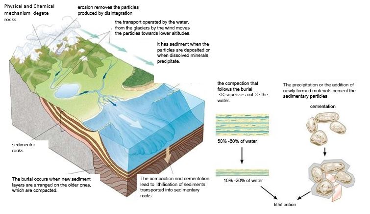 Compaction Of Sediments Sedimentary Rocks
